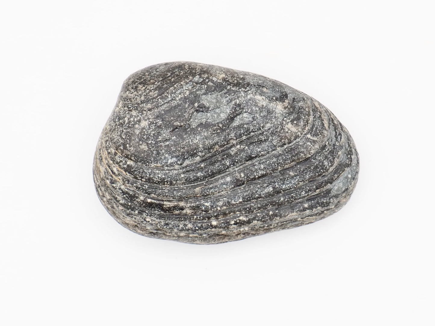 Lower Lias Bivalve Fossil Shell from the Jurassic Coast
