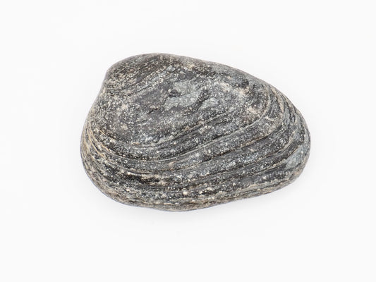 Lower Lias Bivalve Fossil Shell from the Jurassic Coast