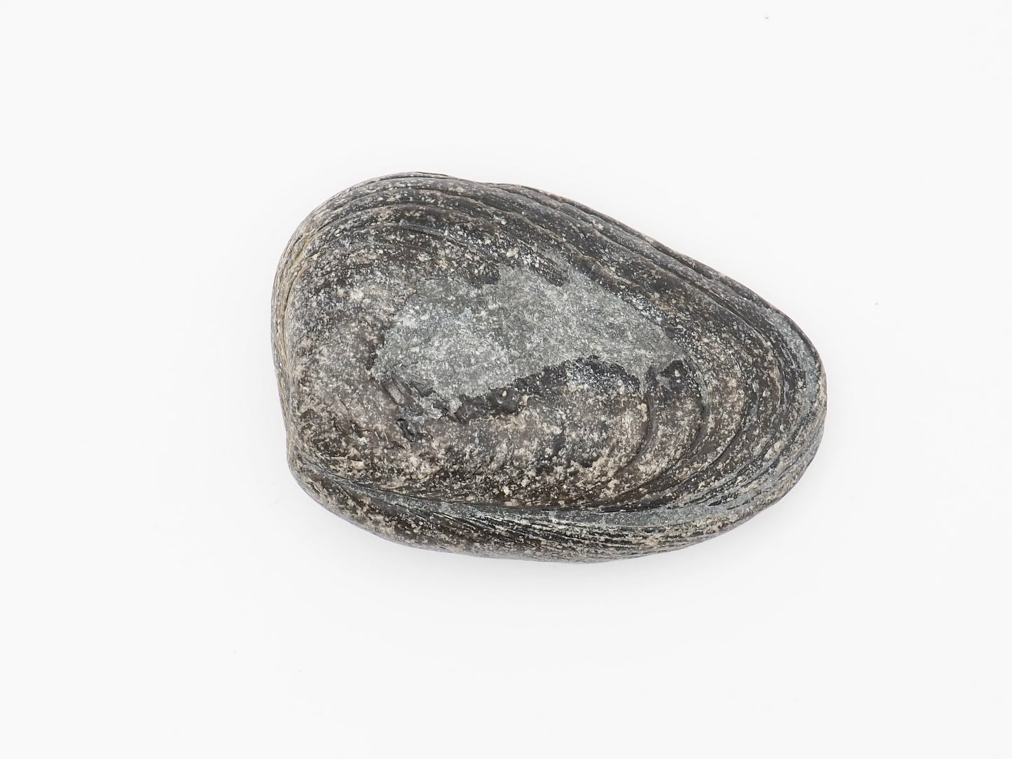 Lower Lias Bivalve Fossil Shell from the Jurassic Coast