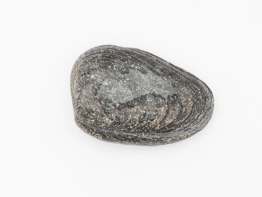 Lower Lias Bivalve Fossil Shell from the Jurassic Coast