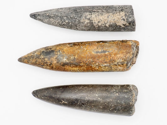 Three Large Belemnite Fossils from the Yorkshire Coast