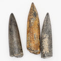 Three Large Belemnite Fossils from the Yorkshire Coast