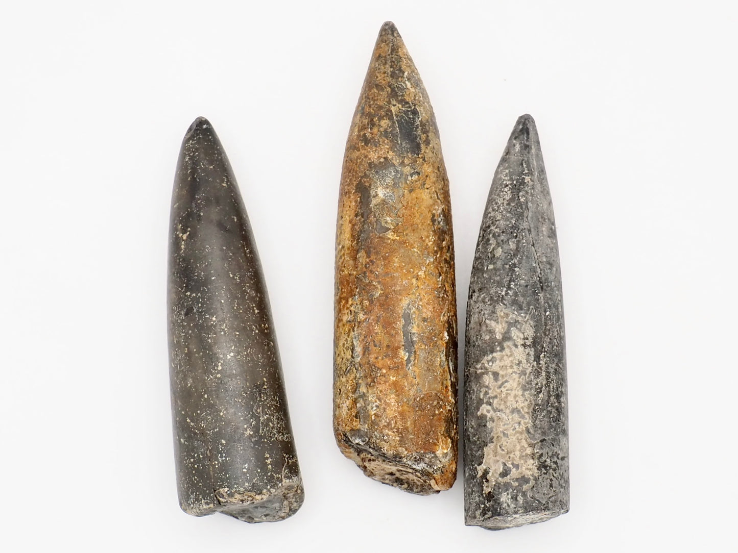 Three Large Belemnite Fossils from the Yorkshire Coast
