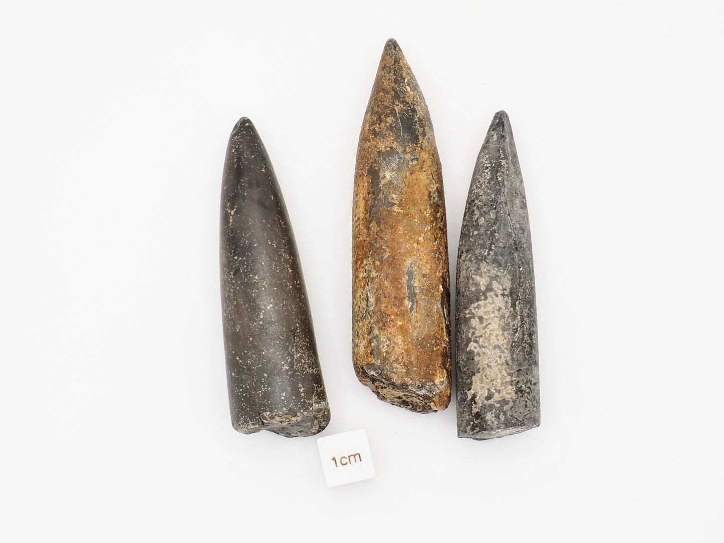 Three Large Belemnite Fossils from the Yorkshire Coast