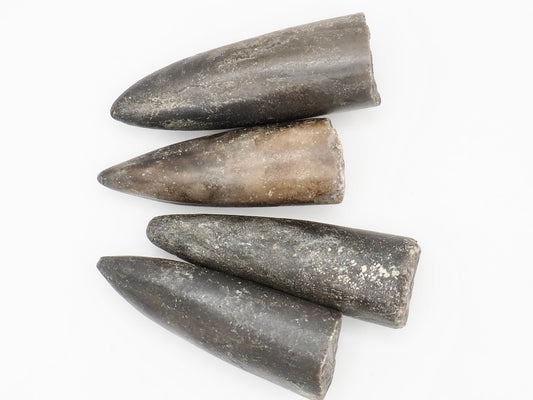 Set of 4 Belemnite Fossils from the Yorkshire Coast Jurassic