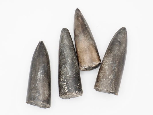 Set of 4 Belemnite Fossils from the Yorkshire Coast Jurassic