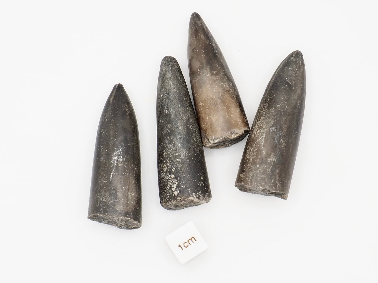 Set of 4 Belemnite Fossils from the Yorkshire Coast Jurassic
