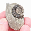 Gagaticeras Ammonite Fossil from the Lower Lias