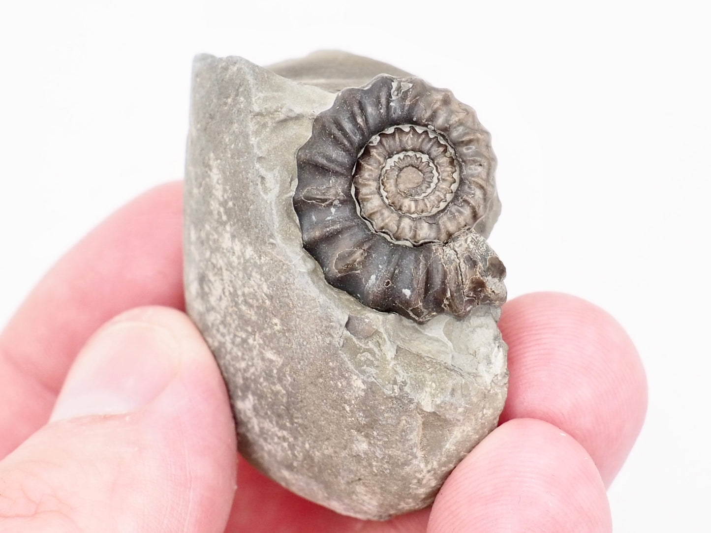 Gagaticeras Ammonite Fossil from the Lower Lias