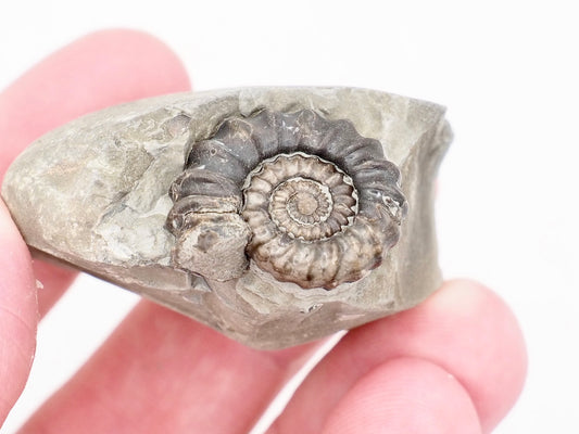 Gagaticeras Ammonite Fossil from the Lower Lias