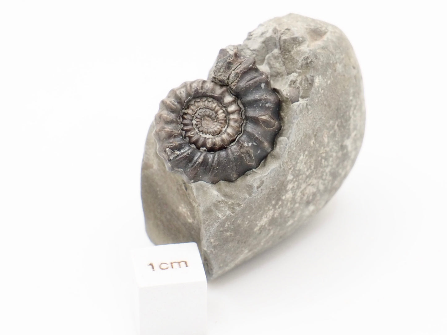 Gagaticeras Ammonite Fossil from the Lower Lias