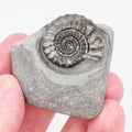 Gagaticeras Ammonite Fossil from the Lower Lias