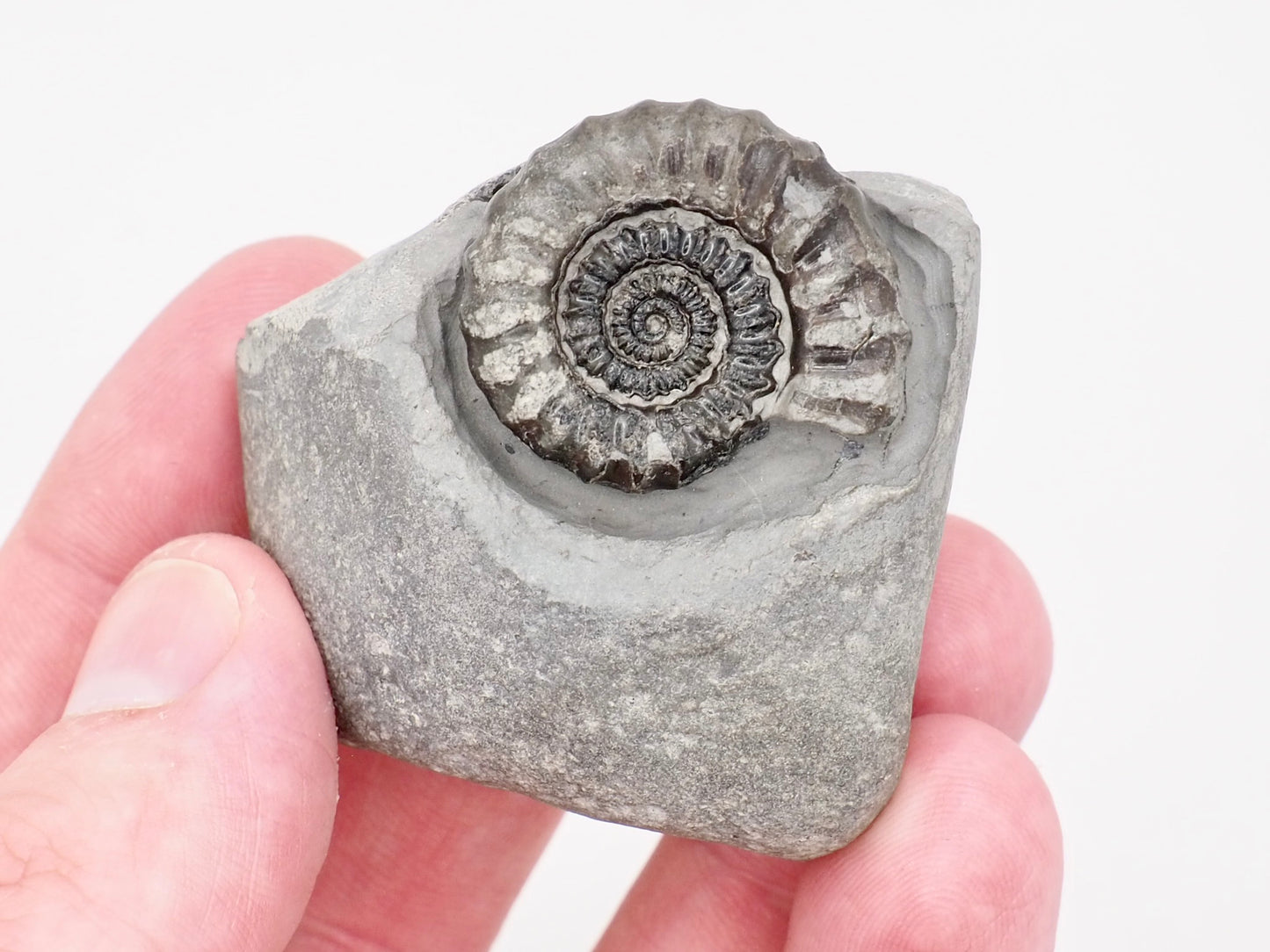 Gagaticeras Ammonite Fossil from the Lower Lias