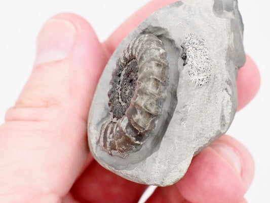 Gagaticeras Ammonite Fossil from the Lower Lias