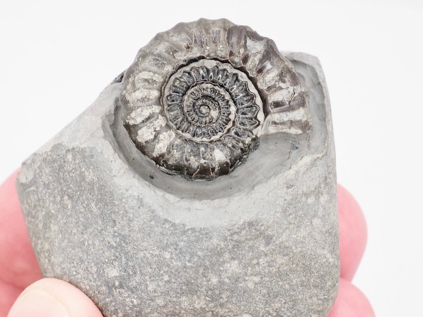 Gagaticeras Ammonite Fossil from the Lower Lias
