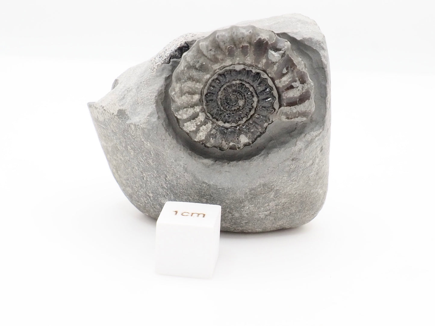 Gagaticeras Ammonite Fossil from the Lower Lias