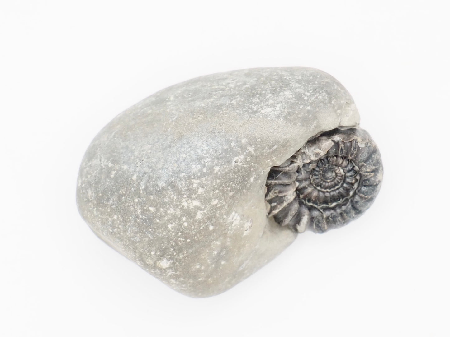 Gagaticeras Ammonite Fossil from the Lower Lias