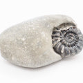 Gagaticeras Ammonite Fossil from the Lower Lias