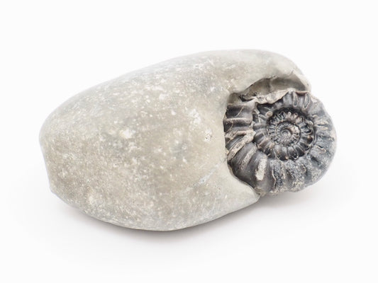 Gagaticeras Ammonite Fossil from the Lower Lias