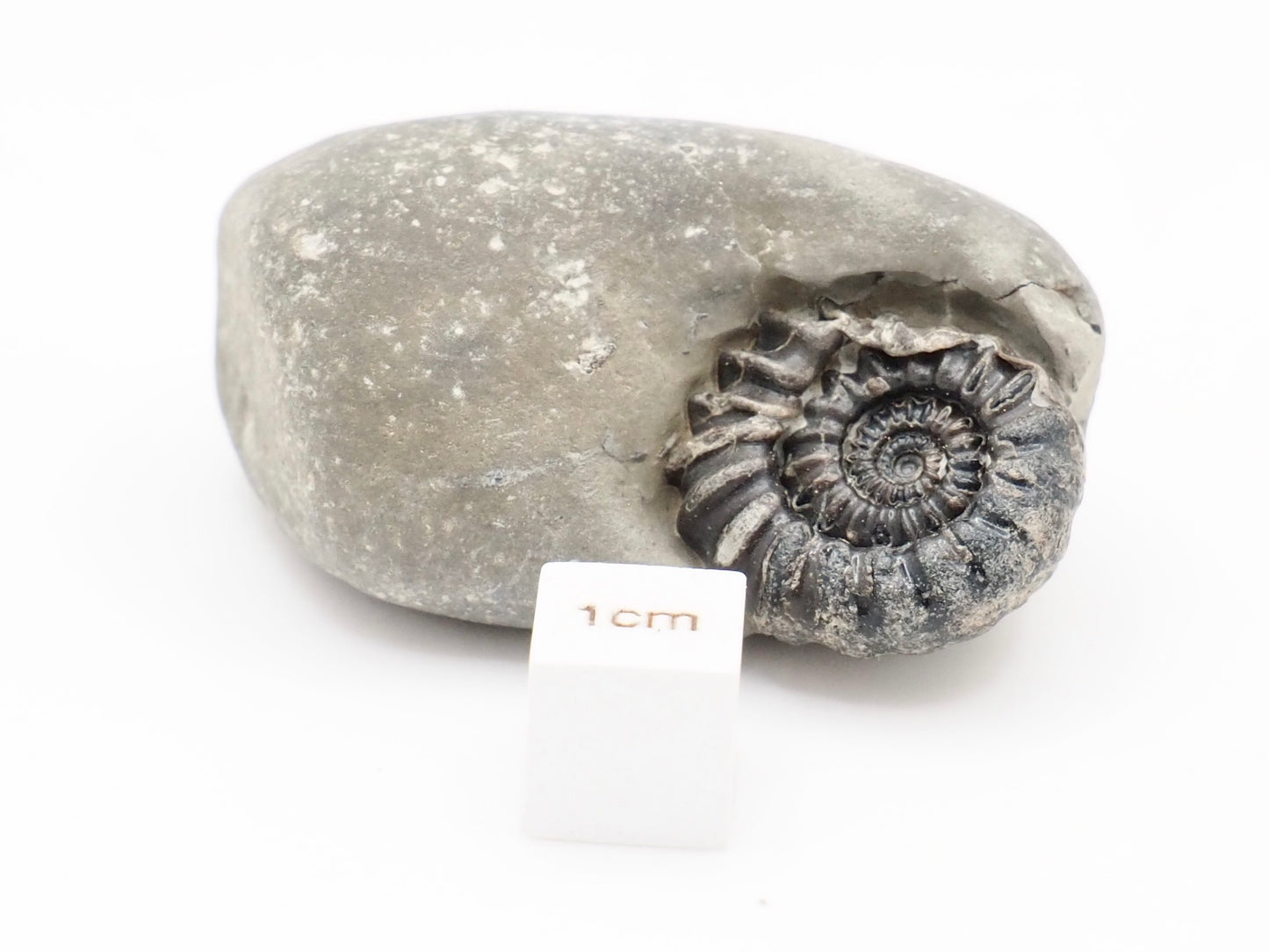 Gagaticeras Ammonite Fossil from the Lower Lias