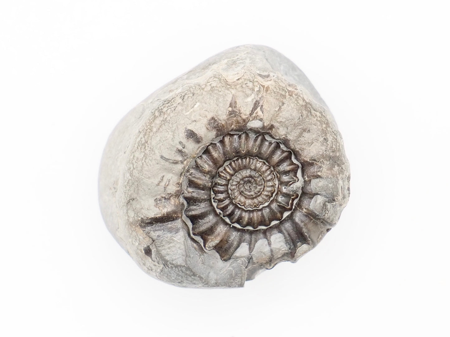 Gagaticeras Ammonite Fossil from the Lower Lias