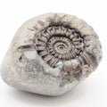 Gagaticeras Ammonite Fossil from the Lower Lias