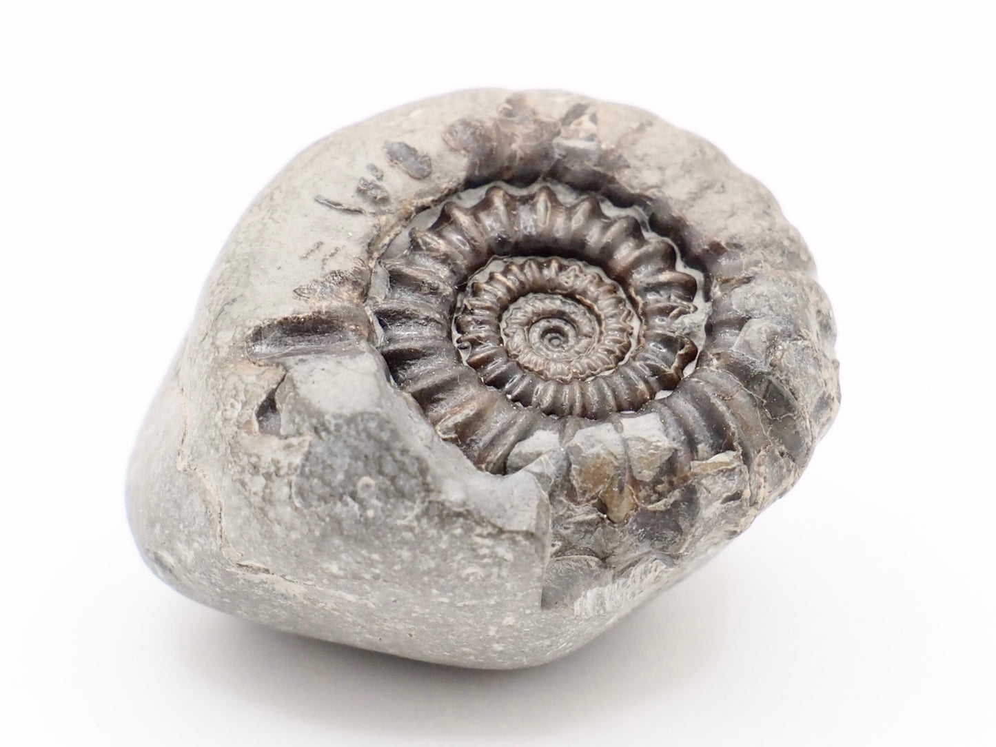 Gagaticeras Ammonite Fossil from the Lower Lias
