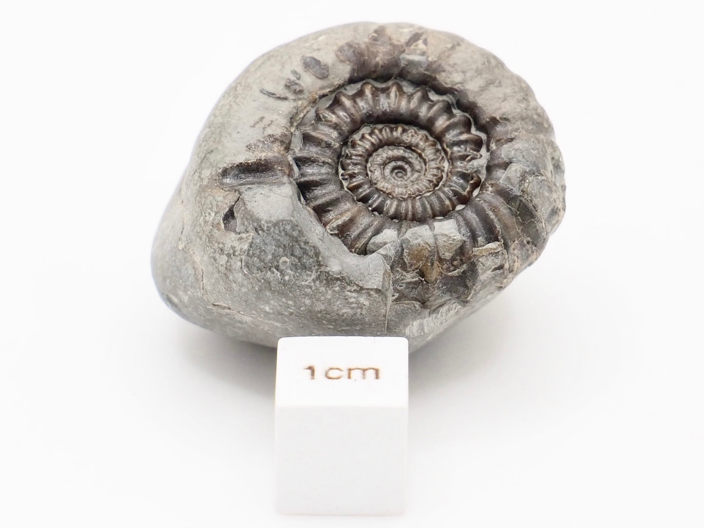 Gagaticeras Ammonite Fossil from the Lower Lias