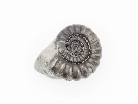 Gagaticeras Ammonite Fossil from the Lower Lias