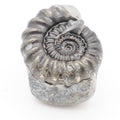 Gagaticeras Ammonite Fossil from the Lower Lias