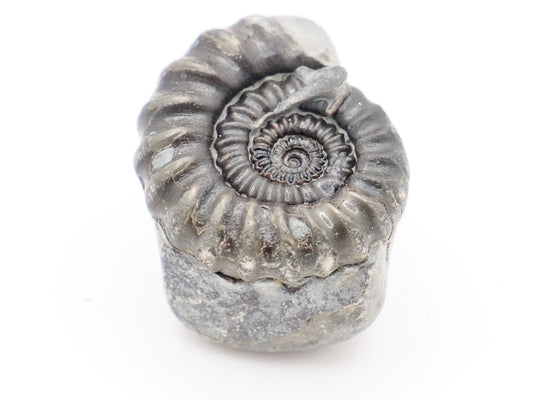 Gagaticeras Ammonite Fossil from the Lower Lias