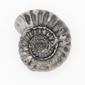 Gagaticeras Ammonite Fossil with Worm Tube Lower Lias