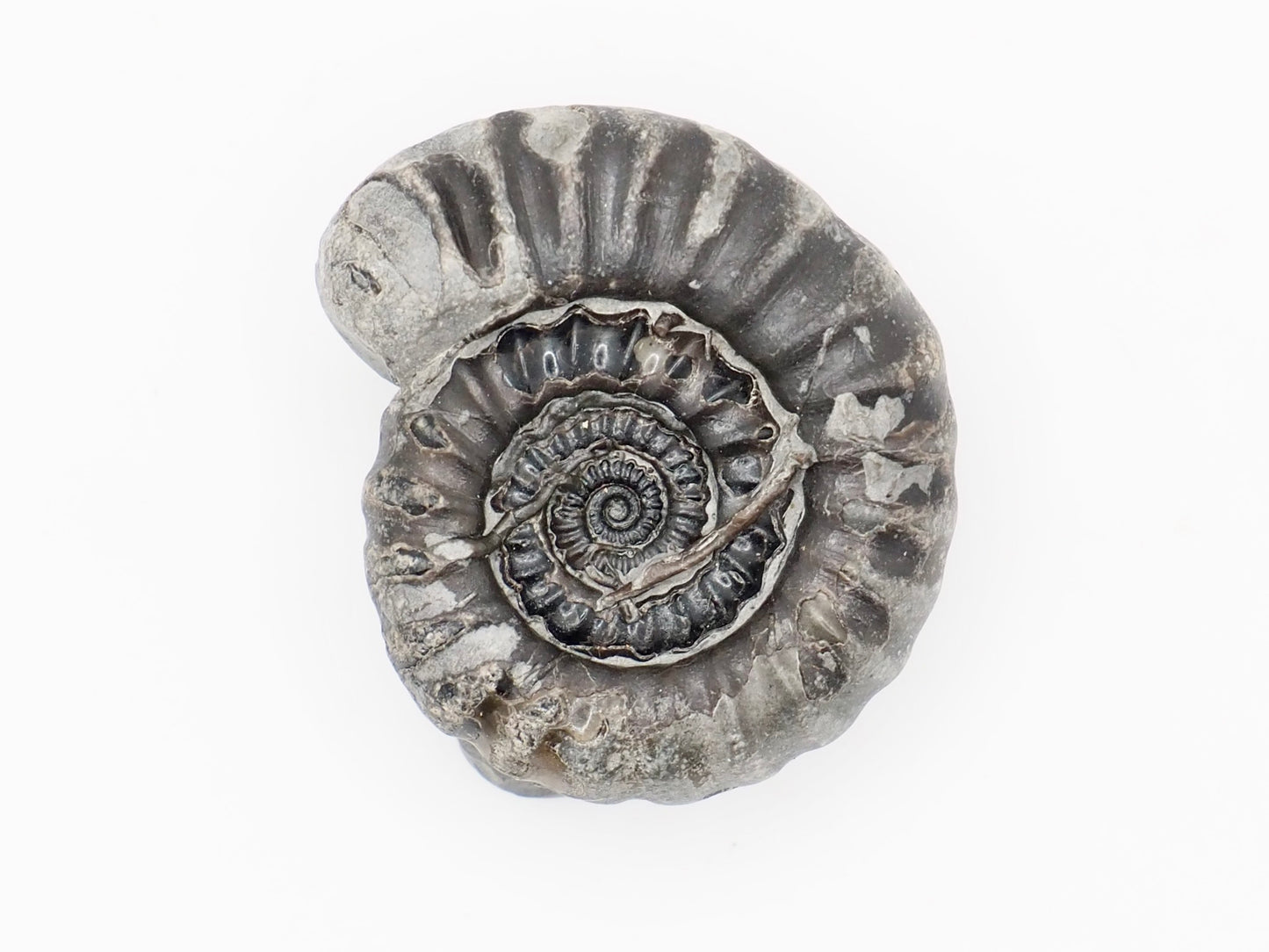 Gagaticeras Ammonite Fossil with Worm Tube Lower Lias