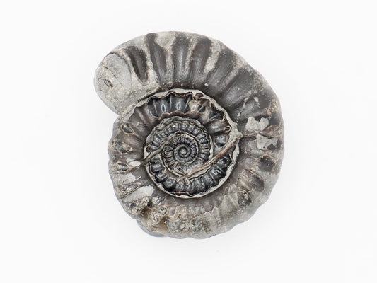 Gagaticeras Ammonite Fossil with Worm Tube Lower Lias