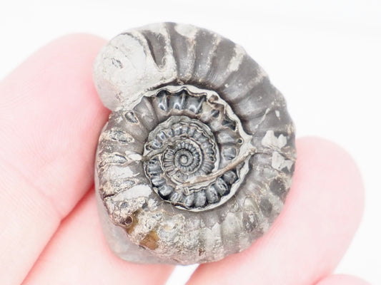 Gagaticeras Ammonite Fossil with Worm Tube Lower Lias