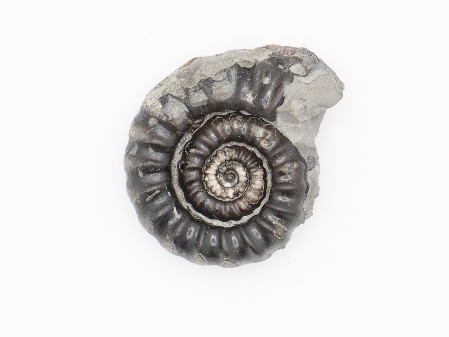 Gagaticeras Ammonite Fossil from the Lower Lias