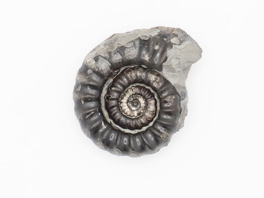 Gagaticeras Ammonite Fossil from the Lower Lias