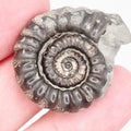 Gagaticeras Ammonite Fossil from the Lower Lias