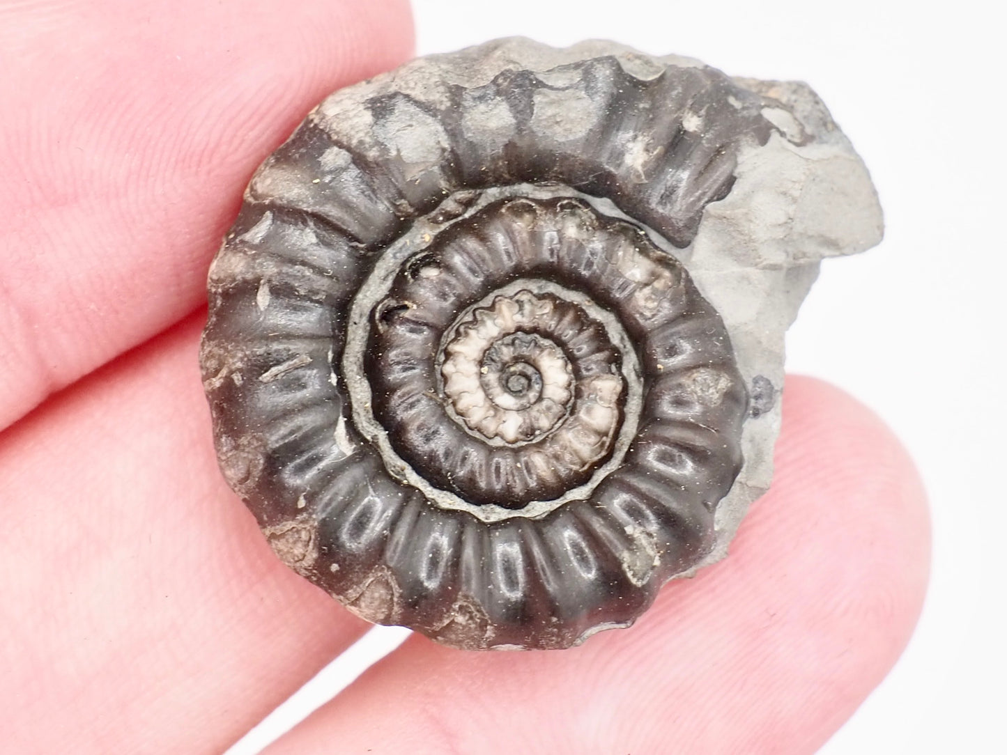 Gagaticeras Ammonite Fossil from the Lower Lias
