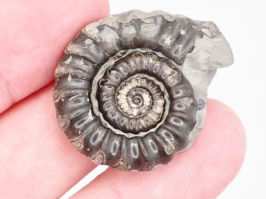 Gagaticeras Ammonite Fossil from the Lower Lias