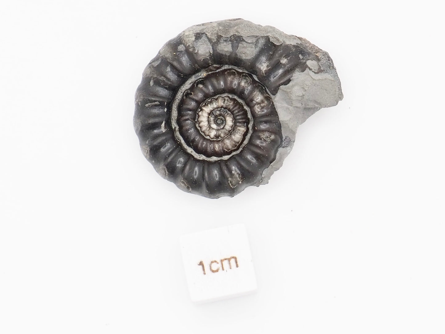 Gagaticeras Ammonite Fossil from the Lower Lias