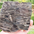 Polished Belemnite Battlefield Fossil from the Yorkshire Coast