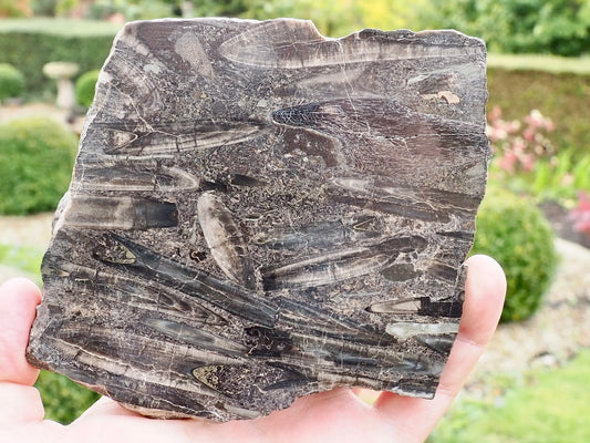 Polished Belemnite Battlefield Fossil from the Yorkshire Coast