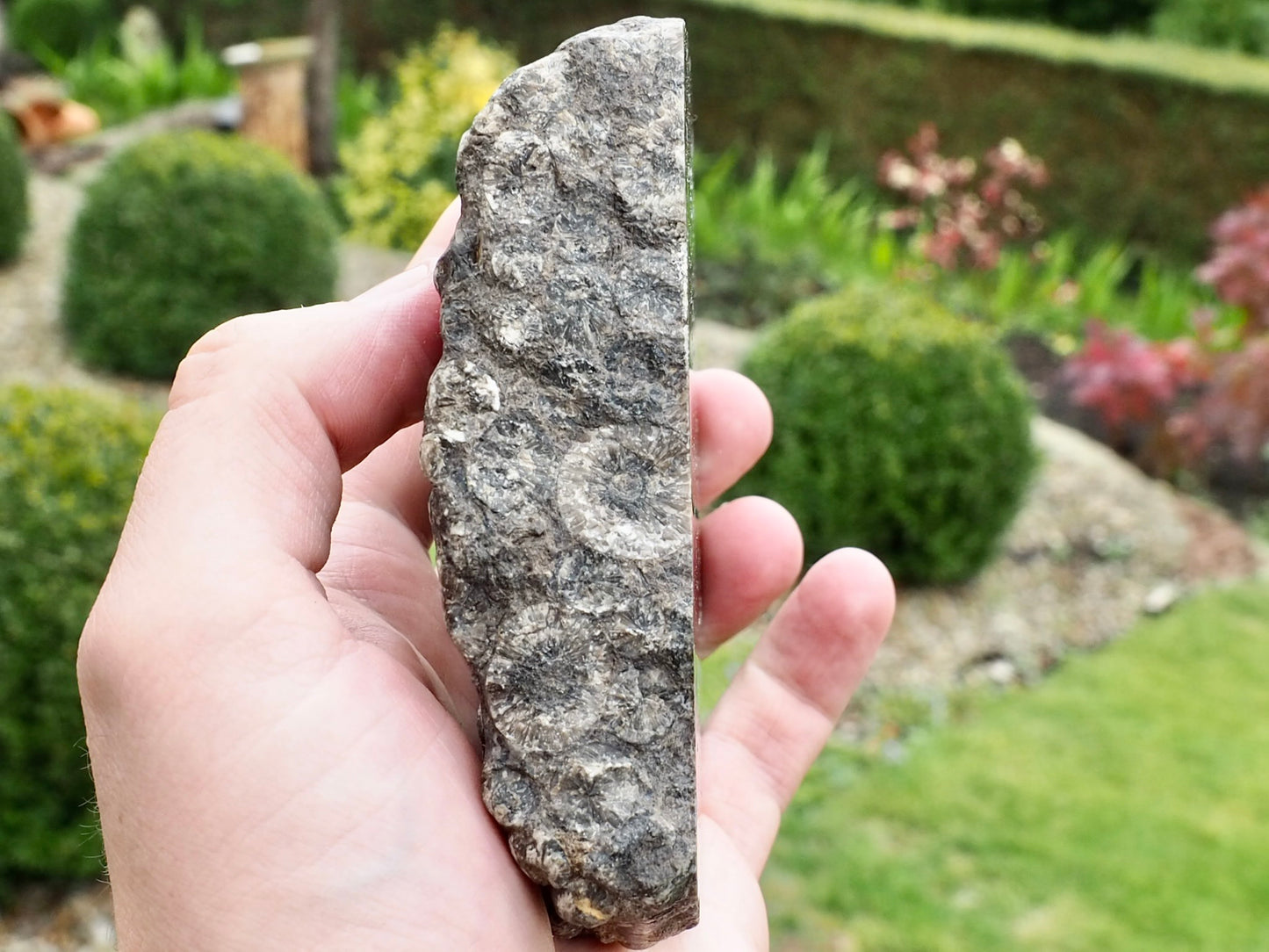 Polished Belemnite Battlefield Fossil from the Yorkshire Coast