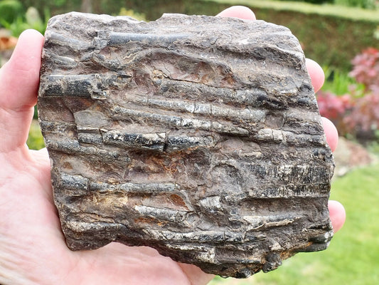 Polished Belemnite Battlefield Fossil from the Yorkshire Coast