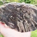 Polished Belemnite Battlefield Fossil from the Yorkshire Coast