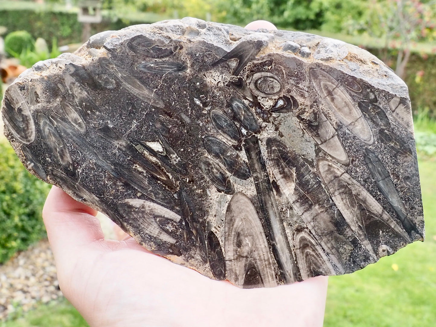 Polished Belemnite Battlefield Fossil from the Yorkshire Coast
