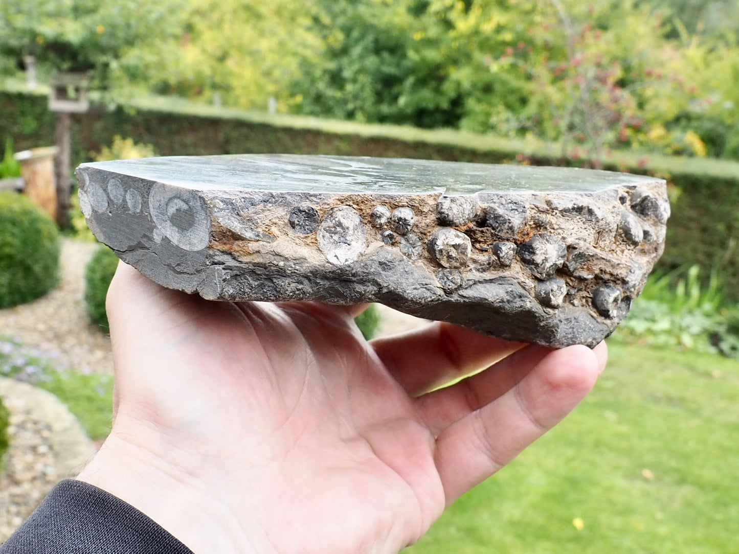 Polished Belemnite Battlefield Fossil from the Yorkshire Coast