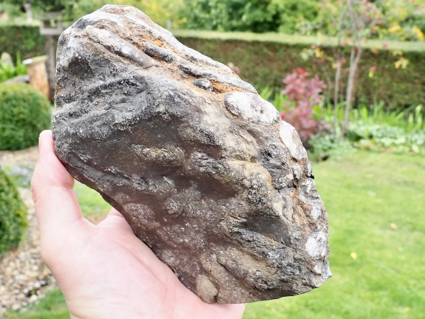 Polished Belemnite Battlefield Fossil from the Yorkshire Coast