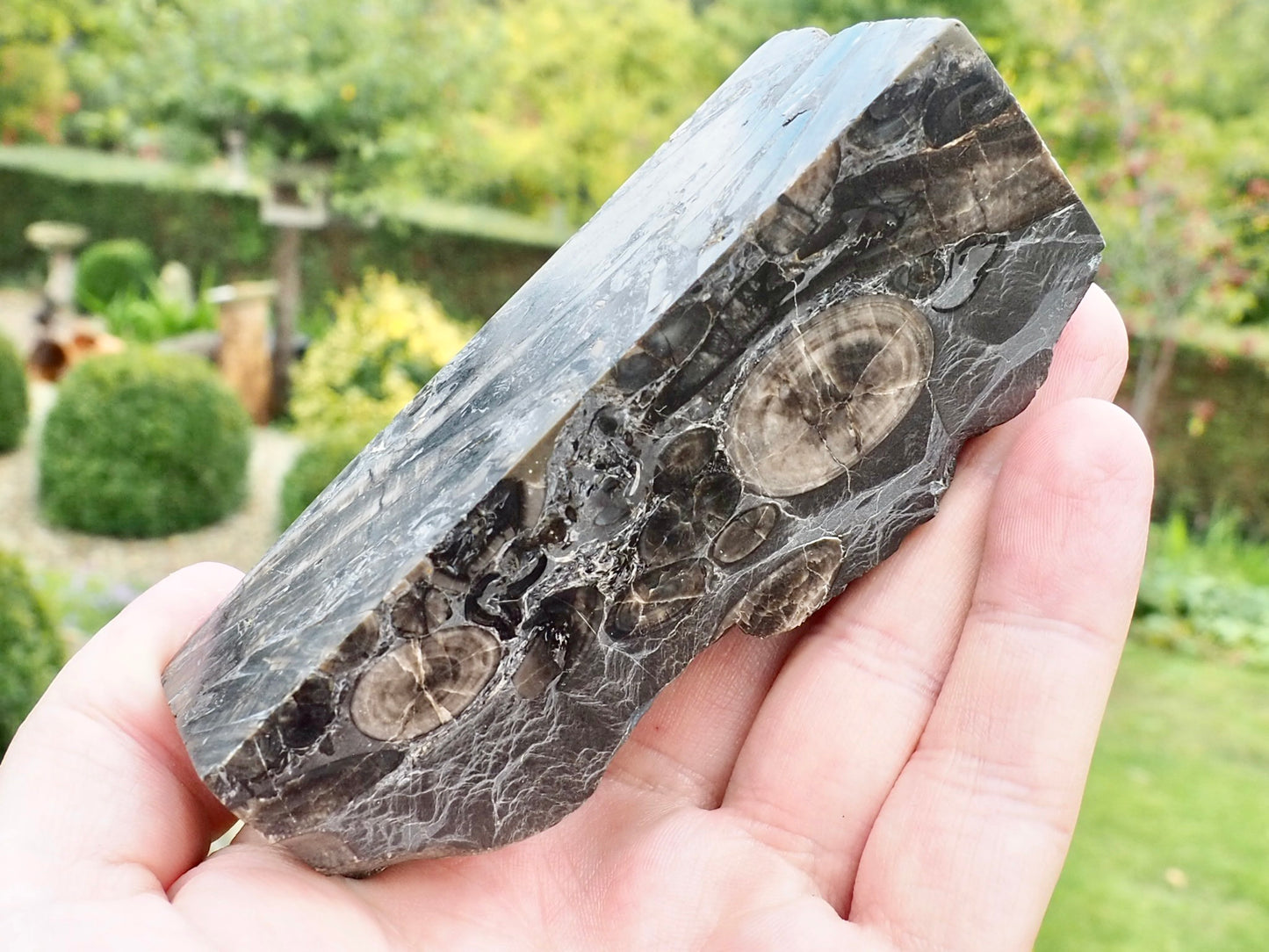 Polished Belemnite Battlefield Fossil from the Yorkshire Coast